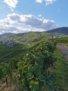 un viñedo en las colinas cerca de una carretera en Casa Eifel en Beilingen