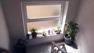 Casa Villaggio Pirandello في أغريغينتو: نافذة مع مجموعة من النباتات الفخارية على حافة النافذة