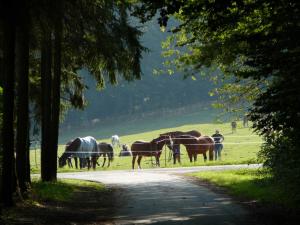 un groupe de chevaux paissant dans un champ près d'une route dans l'établissement Ferienwohnung Studiowohnung, offener Wohn- und Schlafber, à Langgöns