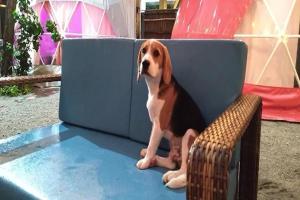 a brown and white dog sitting on a couch at Liwa-Liw Beach Villas & Dome Glamping in San Felipe