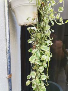 una planta subiendo por un lado de una ventana en EBH INN, en Melaka