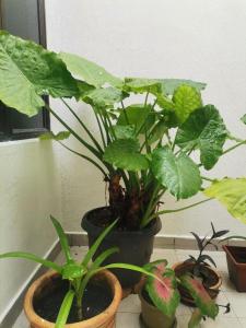 drei Topfpflanzen auf einem Fensterbrett in der Unterkunft EBH INN in Malakka