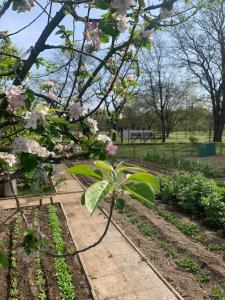 ミラノにあるCascina Bellariaの庭のピンクの花の木