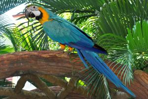 um pássaro colorido sentado em cima de um galho de árvore em Hotel Sai Palki Niwara em Shirdi