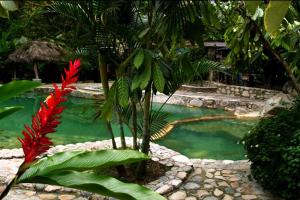 uma piscina de água com uma planta vermelha à sua frente em Apartaestudio Sendero Primavera em Neiva