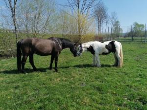 two horses standing next to each other in a field at Ferienhaus: Mitten auf dem Reiterhof in Öhringen