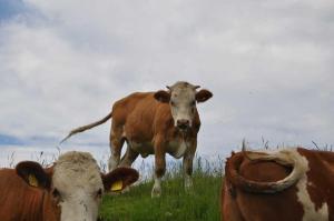 dos vacas de pie en un campo de hierba en Koglhof en Fischbachau