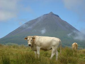 Gallery image of Casa da Abrótea in Lajes do Pico