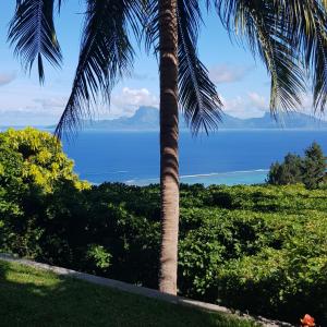 uma palmeira com o oceano no fundo em Villa Lodge - Bas de Villa avec piscine et vue océan et Moorea em Punaauia