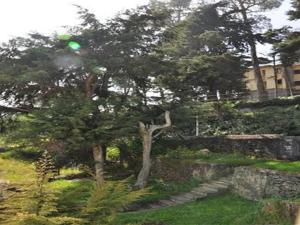 a tree in a yard next to a stone wall at Hill Heaven Home Stay in Kodaikānāl
