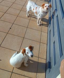 Deux chiens se tiennent à côté d'un mur dans l'établissement Civico 101, à Minturno