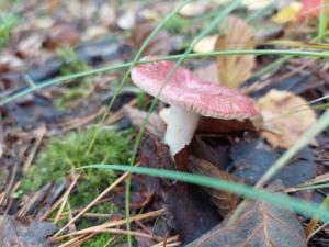 Mynd úr myndasafni af Sandaholm Camping, Bad och Restaurang í Årjäng