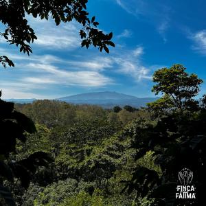 a view of a forest with mountains in the background at Cabaña en cafetal de Coatepec in Coatepec