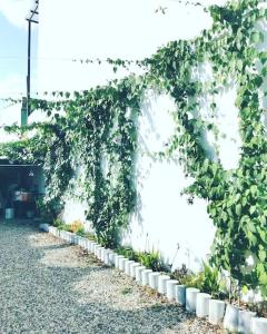 a wall covered in ivy in a garden at Moderno y lindo apartamento de 3 habitaciones cerca al aeropuerto in Yopal