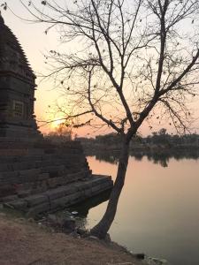 a tree sitting next to a body of water at Friends in Khajuraho in Khajurāho