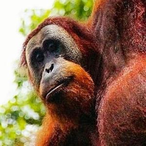 a close up of a monkey with its face at Orangutan Trekking Lodge in Bukit Lawang