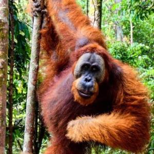 a monkey hanging from a tree in the forest at Orangutan Trekking Lodge in Bukit Lawang