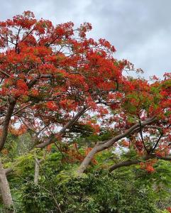 Foto dalla galleria di The Serene House Bed & Breakfast a Luquillo