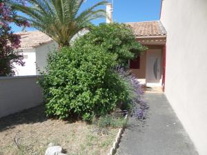 a bush next to a house with a palm tree at Maison Palavas-les-Flots, 3 pièces, 7 personnes - FR-1-715-50 in Palavas-les-Flots