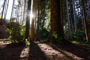 un sol brillando entre los árboles en un bosque en Glamping the Vosges, en Corcieux