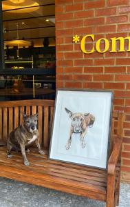 a picture of a dog sitting on a bench at Home Suite Hotels Rosebank in Johannesburg