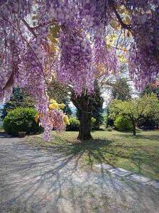a tree with purple flowers on it in a park at Villa La Palazzina in Agazzano