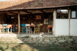 a dog standing in front of a house at The Old Nest in Madzharovo