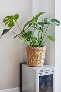 a plant in a basket sitting on top of a microwave at Hotel 1A Apartment Berlin in Berlin