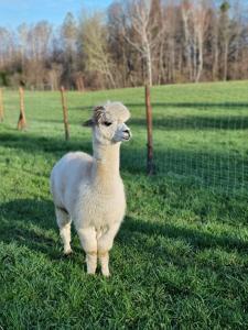 a lamb standing in a field next to a fence at Lipa pod groniem in Ustroń