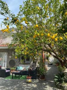 un naranjo frente a una casa en La maison des citrons, en Meta