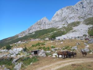 Állatok a kúriában vagy a közelben Még 21 kép