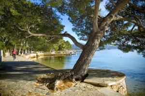 un árbol en una acera junto a un cuerpo de agua en Apartamento Oratge 1, en Port de Pollença (Puerto Pollensa)