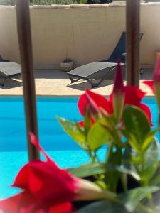 une fleur rouge dans un vase à côté d'une piscine dans l'établissement Villa privée avec vue et piscine près de Gordes, à Cabrières-dʼAvignon