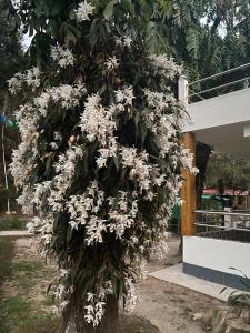 een boom met witte bloemen voor een gebouw bij Bloomfield Farmhouse and Eco-Resort in Darjeeling