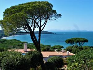 uma casa com uma árvore e o oceano no fundo em Holiday Home Villa Marzia Mare & Golf by Interhome em Punta Ala