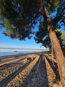 un pino en una playa de arena con un banco en Stella, en Arès