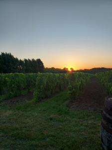 ein Feld von Reben mit Sonnenuntergang im Hintergrund in der Unterkunft Superbe Loft, dégustations vignoble familial in Villars-en-Pons