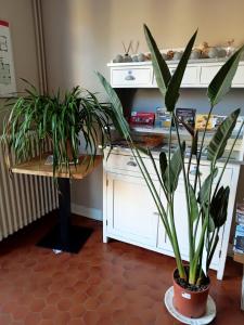 a room with two potted plants and a desk at L'Auberge de Lugos in Lugos