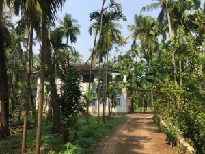 a road leading to a house with palm trees at Arecapalm, Murud in Murud