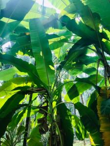 Afbeelding uit fotogalerij van Arecapalm, Murud in Murud +21 foto's