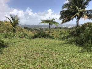 a field with two palm trees on a hill at Jubilee Campsite Swim & Paint in Las Piedras