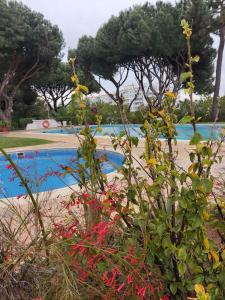 a plant with flowers in front of a swimming pool at Vieira apartment 1 in Quarteira