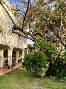 una casa con un gran árbol en el patio en Amazing Beachfront Villa - Palm House, en Punta Chame