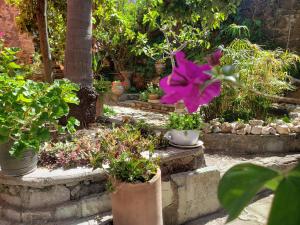 瓜納華托的住宿－Ex Hacienda Hostal，一座花园,在台阶上种有盆栽植物和鲜花