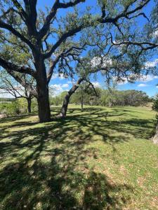 a tree in a grassy field with a large shadow at Tiny Islands Resort in Blanco