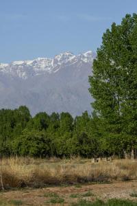 a group of trees with a mountain in the background at Mahuida Lodge Valle de Uco in Colonia Las Rosas