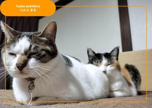 due gatti stesi uno accanto all'altro sul pavimento di Sansan Yuzawa Backpackers a Yuzawa