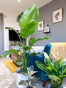 a living room with a blue couch and a plant at Aplanty Studio in the Orchard 