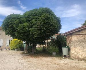 a large tree in a yard next to a building at La Gravelle in Varaize