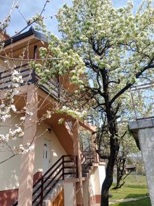 a magnolia tree in front of a house at Apartmani Ostojic in Vrdnik